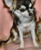 Chihuahua langhaariger Schlag Foto: unsere Süße sucht einen Rüden bis 1500gr. (ID 31062) Chihuahua langhaariger Schlag Hund