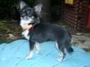 Chihuahua langhaariger Schlag Foto: Unsere Chihuahua Dame Tiffy (ID 7202) Chihuahua langhaariger Schlag Hund