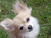 Chihuahua langhaariger Schlag Foto: Zandy vom deutschen Eck (ID 32220) Chihuahua langhaariger Schlag Hund