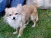 Chihuahua langhaariger Schlag Foto: Zandy vom deutschen Eck (ID 32221) Chihuahua langhaariger Schlag Hund