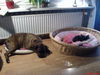 Chihuahua langhaariger Schlag Foto: was ist auf diesem Bild falsch? Boxer Aira und Chihuahua Cedric (ID 38408) Chihuahua langhaariger Schlag Hund