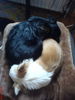 Chihuahua langhaariger Schlag Foto: Yin und Yang- Nita und Cedric (ID 38409) Chihuahua langhaariger Schlag Hund