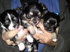 Chihuahua langhaariger Schlag Foto: wir suchen noch ein neues Zuhause (ID 46116) Chihuahua langhaariger Schlag Hund