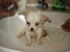 Chihuahua langhaariger Schlag Foto: *brrr* Ist das kalt ! (ID 38734) Chihuahua langhaariger Schlag Hund