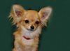 Chihuahua langhaariger Schlag Foto: auf dem Hundeplatz (ID 20474) Chihuahua langhaariger Schlag Hund