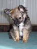 Chihuahua langhaariger Schlag Foto: Mein süßer Henry... (ID 29043) Chihuahua langhaariger Schlag Hund