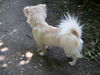 Chihuahua langhaariger Schlag Foto: Wer kommt den da??? (ID 39417) Chihuahua langhaariger Schlag Hund