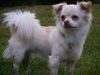 Chihuahua langhaariger Schlag Foto: Jack der hübsche Chihuahua (ID 39291) Chihuahua langhaariger Schlag Hund