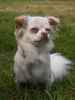 Chihuahua langhaariger Schlag Foto: Schöner Wind !! (ID 39293) Chihuahua langhaariger Schlag Hund