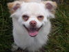 Chihuahua langhaariger Schlag Foto: Smile !! (ID 39294) Chihuahua langhaariger Schlag Hund