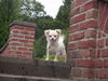 Chihuahua langhaariger Schlag Foto: Hallo ihr da unten !!!! (ID 39297) Chihuahua langhaariger Schlag Hund