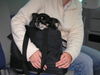 Chihuahua langhaariger Schlag Foto: Lea - ein echter Handtaschenhund! (ID 34364) Chihuahua langhaariger Schlag Hund