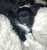 Chihuahua langhaariger Schlag Hund