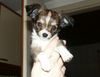 Chihuahua langhaariger Schlag Foto: mein kleiner freund! (ID 2316) Chihuahua langhaariger Schlag Hund