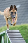 Chihuahua langhaariger Schlag Foto: Malinois beim Agility Training (ID 47097) Chihuahua langhaariger Schlag Hund
