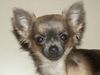 Chihuahua langhaariger Schlag Foto: mein kleiner freund! (ID 2315) Chihuahua langhaariger Schlag Hund