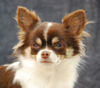 Chihuahua langhaariger Schlag Hund