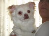 Chihuahua langhaariger Schlag Foto: das íst der kleine jackie (ID 36915) Chihuahua langhaariger Schlag Hund