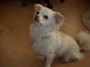 Chihuahua langhaariger Schlag Foto: hallo ichbin jack (ID 36916) Chihuahua langhaariger Schlag Hund