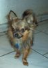 Chihuahua langhaariger Schlag Foto: Mein Name??? schaut nach! (ID 13242) Chihuahua langhaariger Schlag Hund