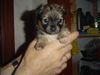 Chihuahua langhaariger Schlag Foto: 4 Wochen alt, in ca. 6 Wochen darf er zu uns nach Hause wir können es kaum erwarten... (ID 12405) Chihuahua langhaariger Schlag Hund