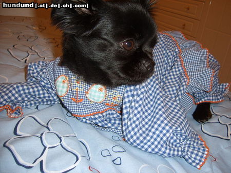 Chihuahua langhaariger Schlag Hunde Foto 26452 Chihuahua langhaariger Schlag Jacky Baby