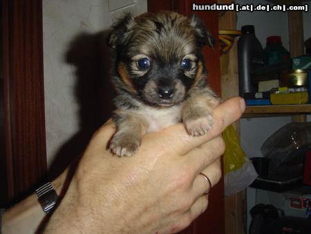 Chihuahua langhaariger Schlag Hunde Foto 12405 Chihuahua langhaariger Schlag 4 Wochen alt, in ca. 6 Wochen darf er zu uns nach Hause wir können es kaum erwarten...