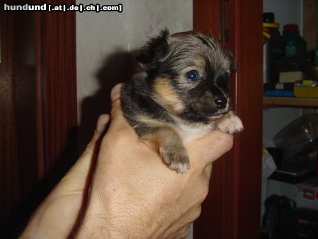 Chihuahua langhaariger Schlag Hunde Foto 12404 Chihuahua langhaariger Schlag Noch 4 Wochen dann kommt er nach Hause