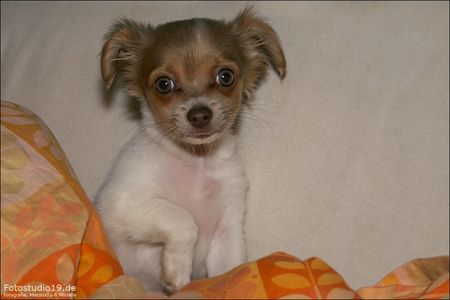 Chihuahua langhaariger Schlag Hunde Foto 40718 in höherer Auflösung ansehen Chihuahua langhaariger Schlag Das Wurmi