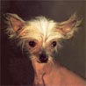 Chinesischer Schopfhund Hairless-Schlag, Chinese Crested Dog