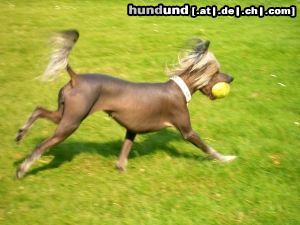 Chinesischer Schopfhund Hairless-Schlag Hunde Foto 16059 in höherer Auflösung ansehen Chinesischer Schopfhund Hairless-Schlag Milva Sub Divo