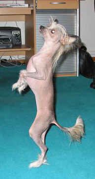 Chinesischer Schopfhund Hairless-Schlag Hunde Foto 1592 Chinesischer Schopfhund Hairless-Schlag Girly Queen of burning desire Bes.:Mokarski