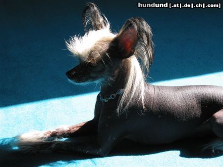 Chinesischer Schopfhund Hairless-Schlag Hunde Foto 4128 Chinesischer Schopfhund Hairless-Schlag Girly Queen of...