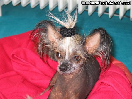 Chinesischer Schopfhund Hairless-Schlag Hunde Foto 5130 Chinesischer Schopfhund Hairless-Schlag Girly Queen Of Burning Desire