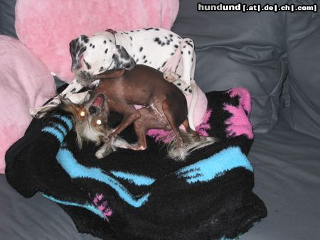 Chinesischer Schopfhund Hairless-Schlag Hunde Foto 5133 Chinesischer Schopfhund Hairless-Schlag Girly Queen Of Burning Desire