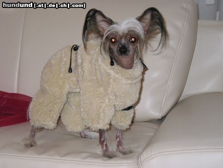 Chinesischer Schopfhund Hairless-Schlag Hunde Foto 7676 Chinesischer Schopfhund Hairless-Schlag Girly Queen Of Burning Desire