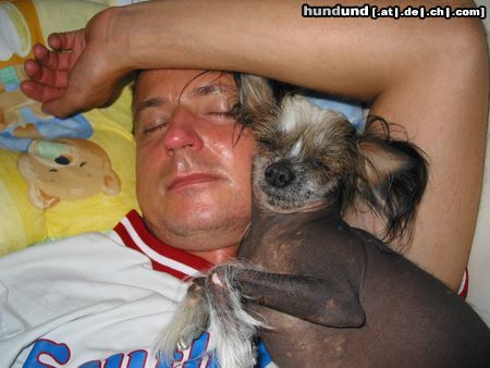 Chinesischer Schopfhund Hairless-Schlag Oueeny-das Kuscheltier