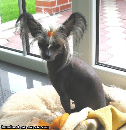 Chinesischer Schopfhund Hairless-Schlag Hunde Foto 15457 in höherer Auflösung ansehen Chinesischer Schopfhund Hairless-Schlag Queeny Lady