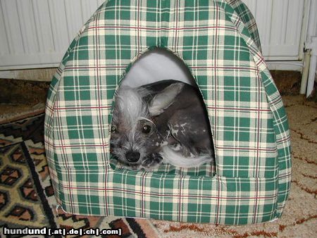 Chinesischer Schopfhund Hairless-Schlag Hunde Foto 21806 Chinesischer Schopfhund Hairless-Schlag Mein EINUNDALLES
