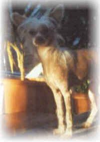 Chinesischer Schopfhund Hairless-Schlag Cherry of burning desire