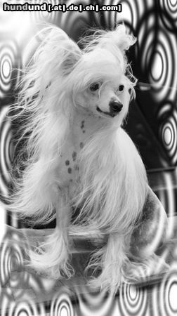 Chinesischer Schopfhund Hairless-Schlag Pützi
