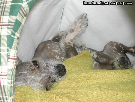 Chinesischer Schopfhund Hairless-Schlag Hunde Foto 21809 Chinesischer Schopfhund Hairless-Schlag Mein EINUNDALLES