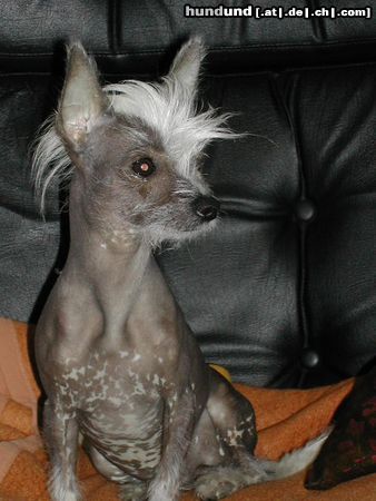 Chinesischer Schopfhund Hairless-Schlag Hunde Foto 21808 Chinesischer Schopfhund Hairless-Schlag Mein EINUNDALLES