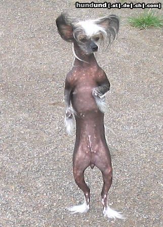 Chinesischer Schopfhund Hairless-Schlag Hunde Foto 14224 Chinesischer Schopfhund Hairless-Schlag Queeny