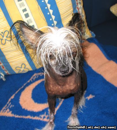 Chinesischer Schopfhund Hairless-Schlag Hunde Foto 14225 Chinesischer Schopfhund Hairless-Schlag Queeny