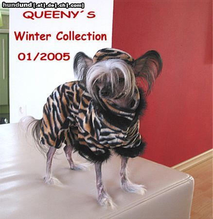 Chinesischer Schopfhund Hairless-Schlag Hunde Foto 17404 in höherer Auflösung ansehen Chinesischer Schopfhund Hairless-Schlag Queeny`s Winter-Collection