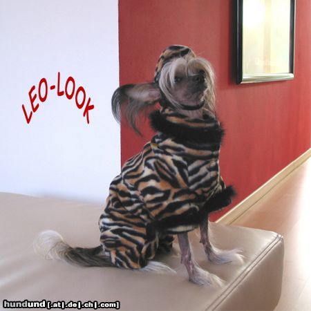 Chinesischer Schopfhund Hairless-Schlag Hunde Foto 17403 in höherer Auflösung ansehen Chinesischer Schopfhund Hairless-Schlag Leo-Look