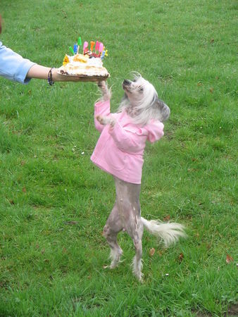 Chinesischer Schopfhund Hairless-Schlag Hunde Foto 30185 Chinesischer Schopfhund Hairless-Schlag Ch. S'Lea Liou De L'ancien Relais