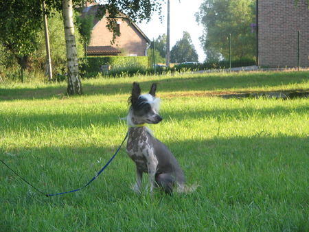 Chinesischer Schopfhund Hairless-Schlag Hunde Foto 30194 Chinesischer Schopfhund Hairless-Schlag Moonswift Mountain Wind