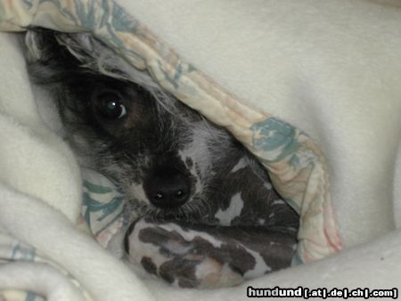 Chinesischer Schopfhund Hairless-Schlag Hunde Foto 15885 Chinesischer Schopfhund Hairless-Schlag Unser AGADOR